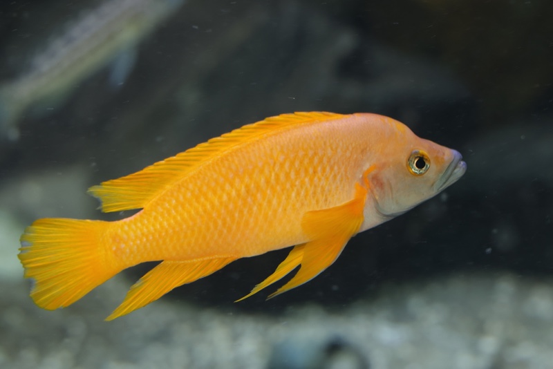 Neolamprologus leleupi 'Cape Tembwe'